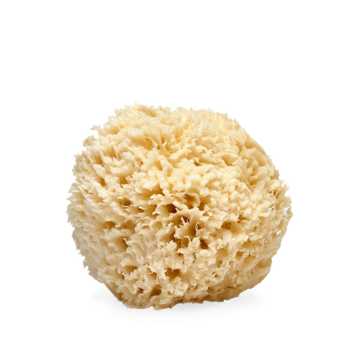 LATHER - Natural Sea Wool Sponge, 5-6" - Organic Exfoliating Body Scrubber - Soft, Gentle Cleansing - Hypoallergenic - All Skin Types - Florida Natural Loofah Sponge - Cruelty Free - Beauty & Skincare