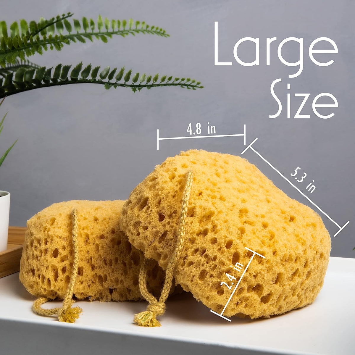 myHomeBody Bath Sponge, Foam Loofah, Shower Sponge for Body, Curvy, 2 Pack
